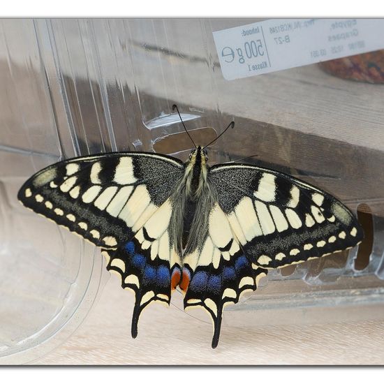 Papilio machaon: Animal in habitat Living space or Indoor in the NatureSpots App
