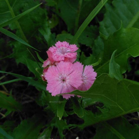 Dianthus barbatus: Plant in habitat Semi-natural grassland in the NatureSpots App