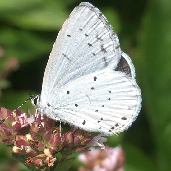 Bläulinge: Tier im Habitat Garten in der NatureSpots App