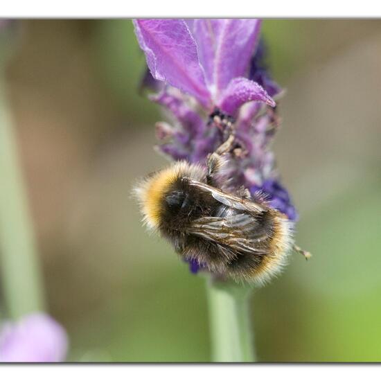 Wiesenhummel: Tier im Habitat Garten in der NatureSpots App