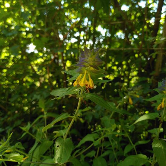 Hain-Wachtelweizen: Pflanze im Habitat Wald der gemäßigten Breiten in der NatureSpots App