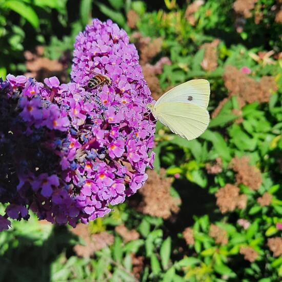 Großer Kohlweißling: Tier im Habitat Stadt und Garten in der NatureSpots App