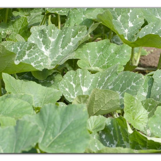 Cucurbita moschata: Plant in habitat Garden agriculture in the NatureSpots App