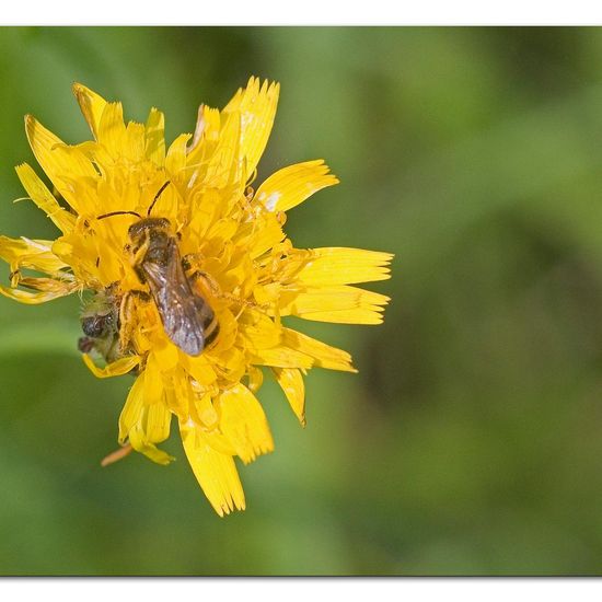 Halictus scabiosae: Animal in habitat Agricultural meadow in the NatureSpots App