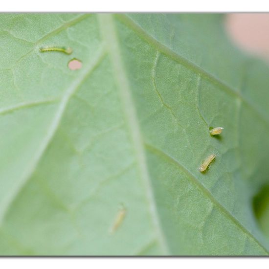 Kleiner Kohlweißling: Tier im Habitat Garten in der NatureSpots App