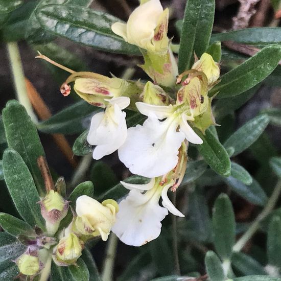 Teucrium montanum: Plant in habitat Rock areas in the NatureSpots App