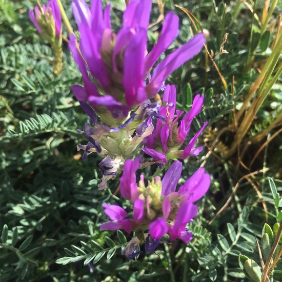 Astragalus onobrychis: Plant in habitat Buffer strip in the NatureSpots App