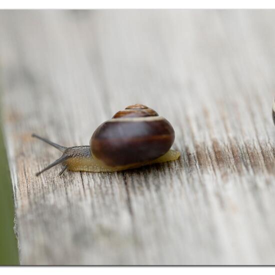 Hain-Bänderschnecke: Tier im Habitat Garten in der NatureSpots App