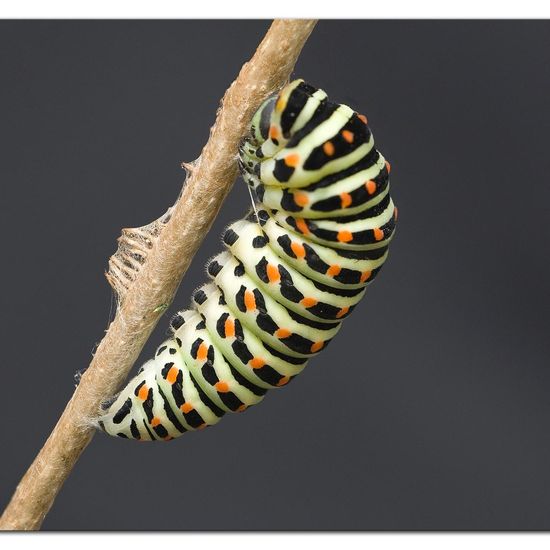 Papilio machaon: Animal in habitat Living space or Indoor in the NatureSpots App