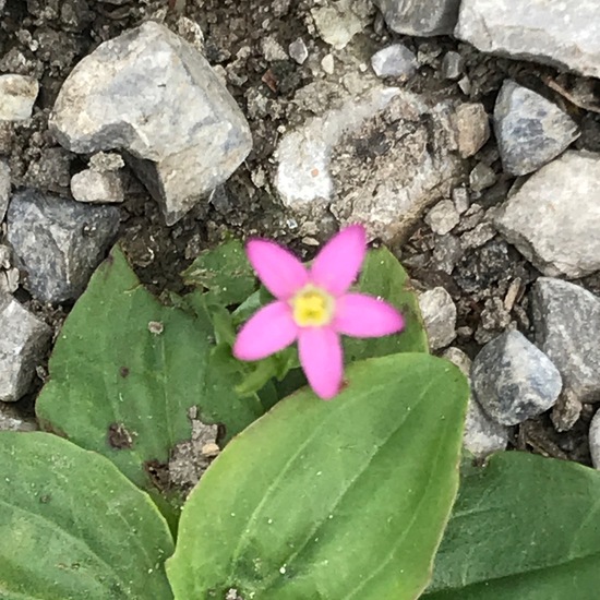 Centaurium pulchellum: Plant in habitat Natural Meadow in the NatureSpots App