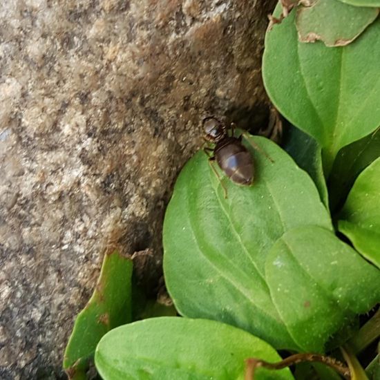 Black garden ant: Animal in habitat Road or Transportation in the NatureSpots App