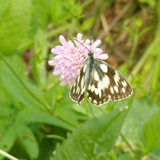 Schachbrett: Tier im Habitat Wald der gemäßigten Breiten in der NatureSpots App