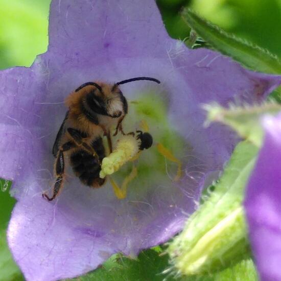 Melitta haemorrhoidalis: Tier im Habitat Garten in der NatureSpots App