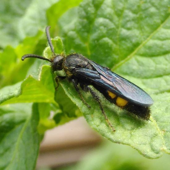 Borstige Dolchwespe: Tier im Habitat Hinterhof in der NatureSpots App