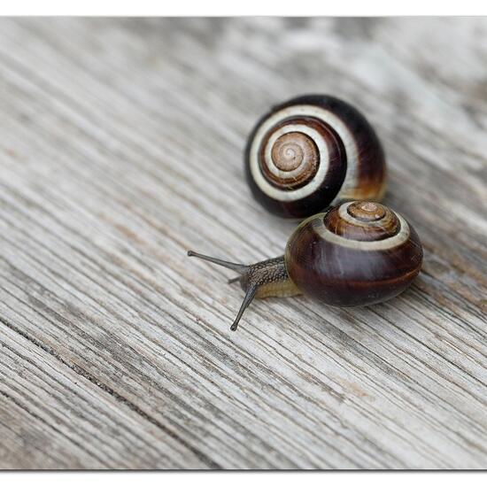 Grove snail: Animal in habitat Garden in the NatureSpots App