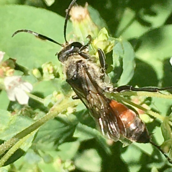 Heuschreckensandwespe: Tier im Habitat Garten in der NatureSpots App