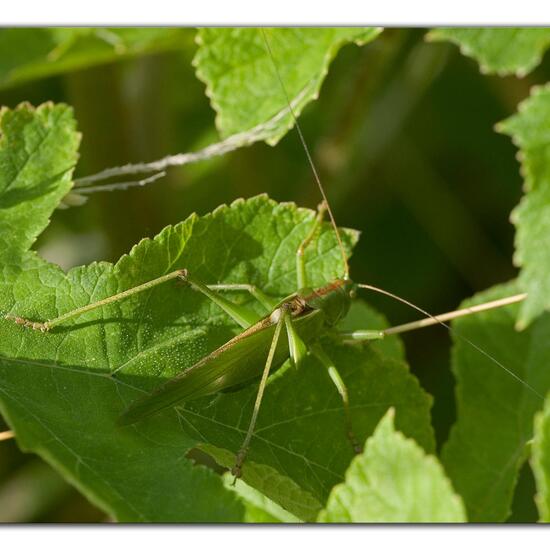 Tettigonia viridissima: Animal in habitat Grassland in the NatureSpots App