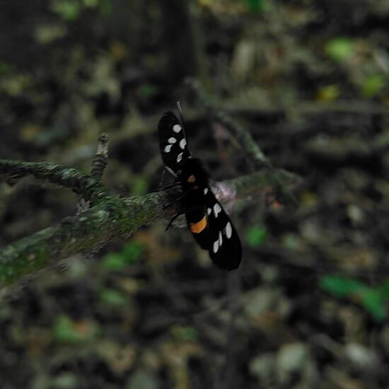 Weißfleck-Widderchen: Tier im Habitat Wald der gemäßigten Breiten in der NatureSpots App