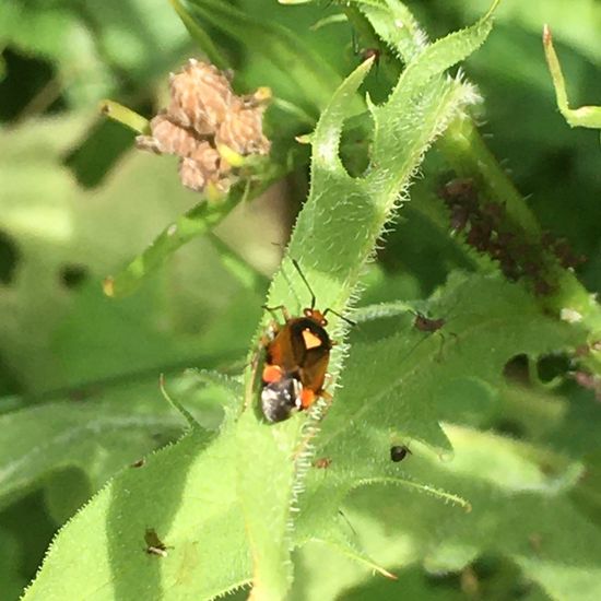 Wanzen: Tier im Habitat Garten in der NatureSpots App