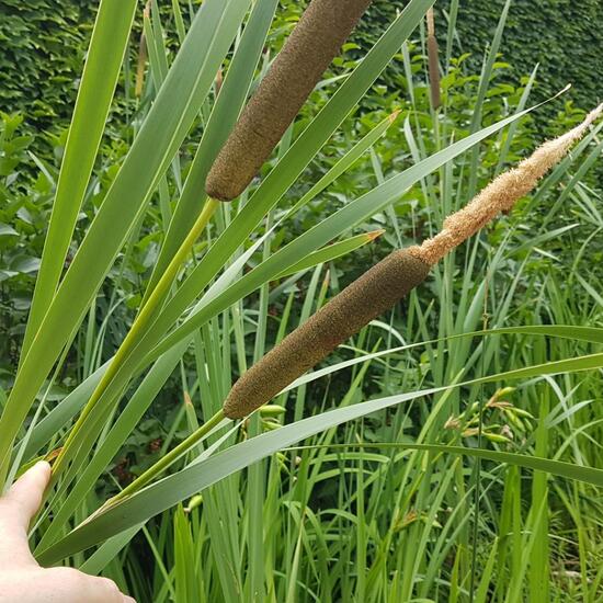 Typha latifolia: Plant in habitat Artificial freshwater in the NatureSpots App