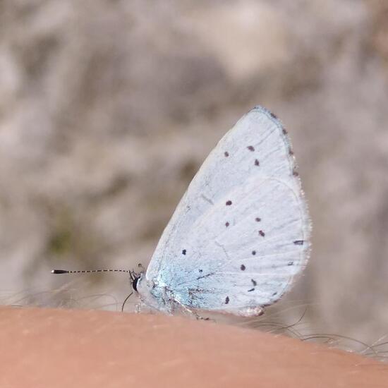 Faulbaum-Bläuling: Tier in der Natur in der NatureSpots App