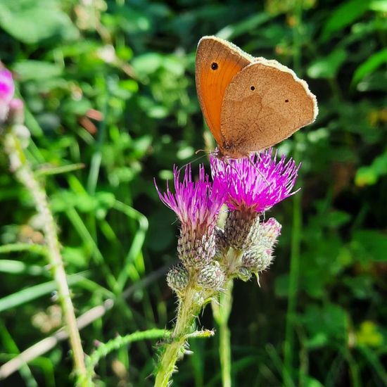 Großes Ochsenauge: Tier im Habitat Wald der gemäßigten Breiten in der NatureSpots App