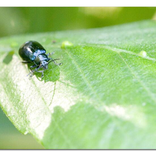 Blauer Erlenblattkäfer: Tier im Habitat Grasland und Büsche in der NatureSpots App