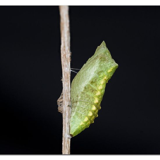 Schwalbenschwanz: Tier im Habitat Innenraum in der NatureSpots App