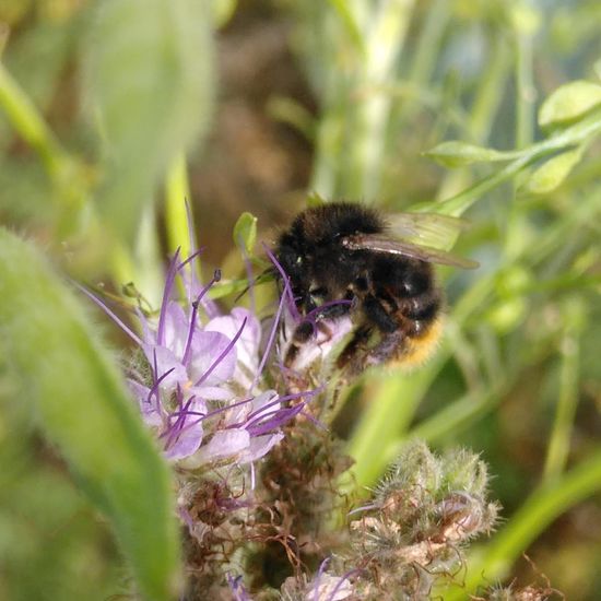 Bombus: Animal in habitat Crop cultivation in the NatureSpots App