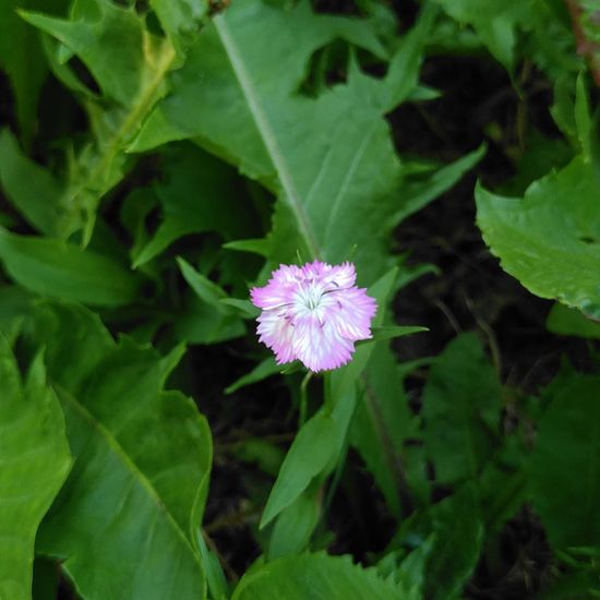 Dianthus barbatus: Plant in habitat Semi-natural grassland in the NatureSpots App