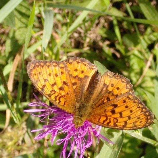 Großer Perlmuttfalter: Tier im Habitat Naturnahe Wiese in der NatureSpots App