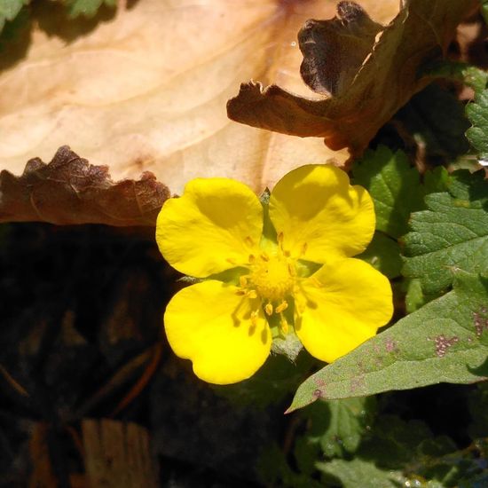 Potentilla reptans: Plant in habitat Road or Transportation in the NatureSpots App