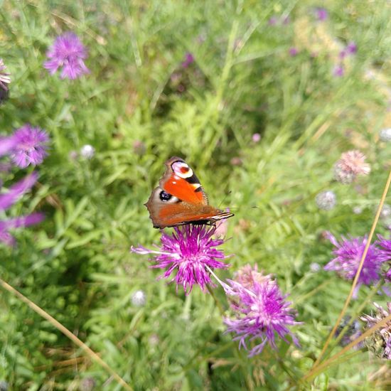 Aglais io: Animal in habitat Park in the NatureSpots App