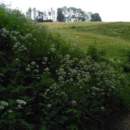 Valeriana officinalis: Plant in habitat Natural Meadow in the NatureSpots App