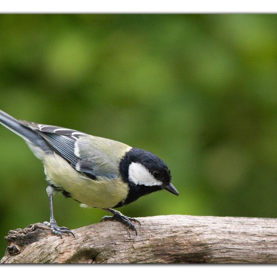 Great Tit: Animal in habitat Garden in the NatureSpots App
