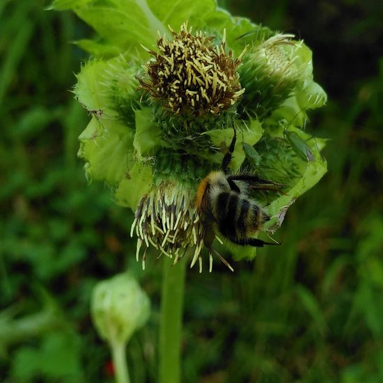 Bombus pascuorum: Animal in habitat Temperate forest in the NatureSpots App