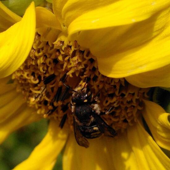 Große Wollbiene: Tier im Habitat Garten in der NatureSpots App