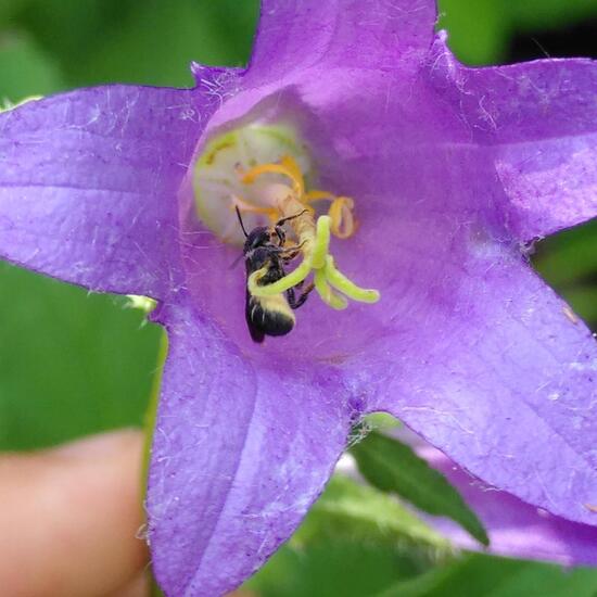 Chelostoma rapunculi: Tier im Habitat Garten in der NatureSpots App