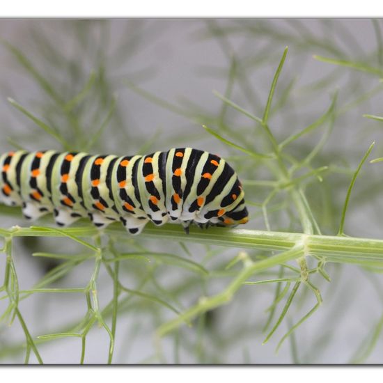 Papilio machaon: Animal in habitat Living space or Indoor in the NatureSpots App