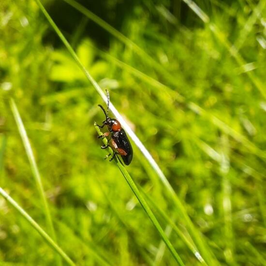 Cereal leaf beetle: Animal in nature in the NatureSpots App