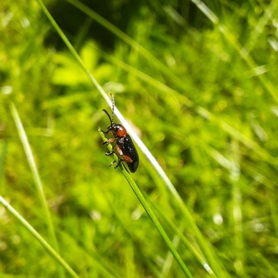 Rothalsiges Getreidehähnchen: Tier in der Natur in der NatureSpots App