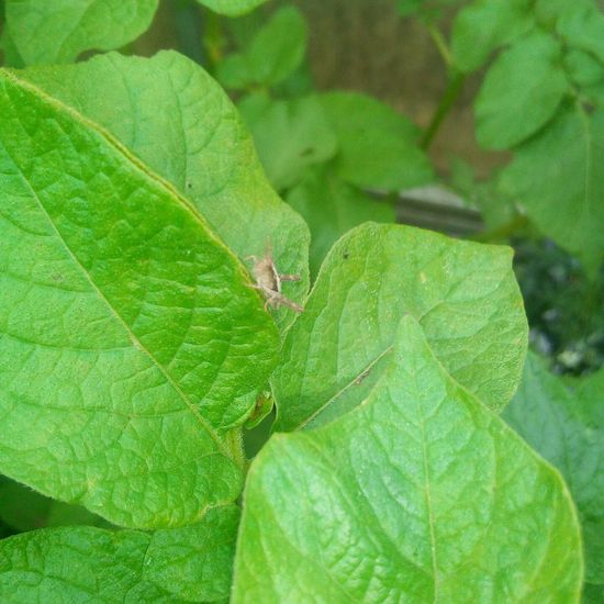 Kurzfühlerschrecken: Tier im Habitat Garten in der NatureSpots App