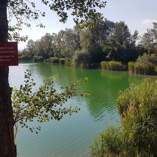 Landscape: Freshwater in habitat Pond in the NatureSpots App