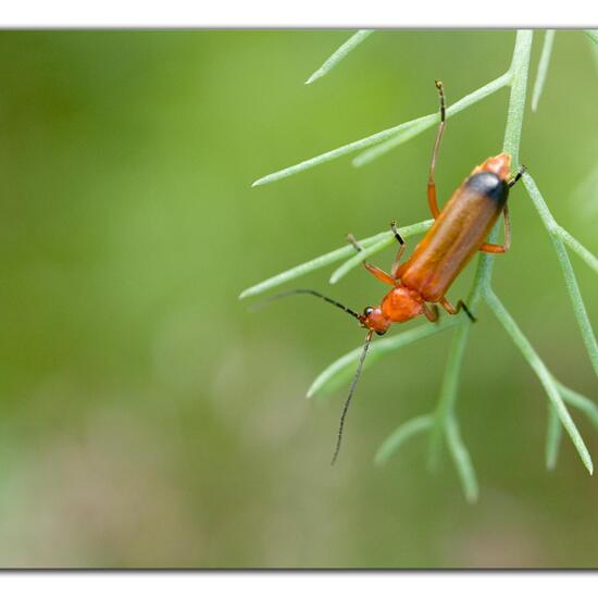 Common red soldier beetle: Animal in habitat Agricultural meadow in the NatureSpots App