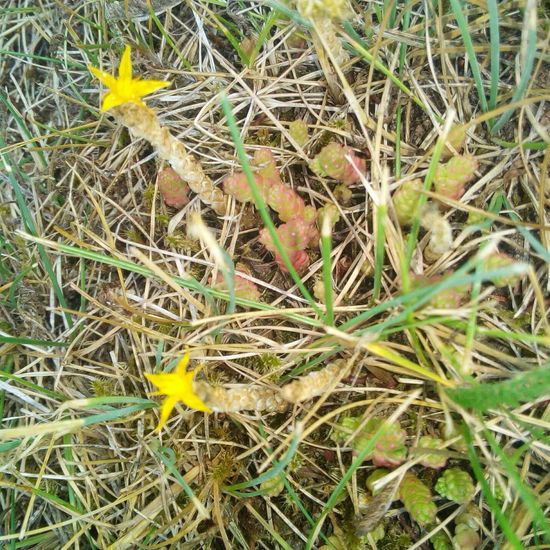 Scharfer Mauerpfeffer: Pflanze im Habitat Garten in der NatureSpots App