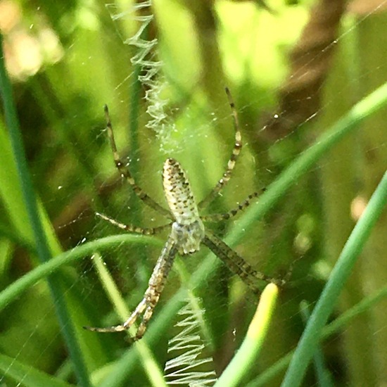 Wespenspinne: Tier im Habitat Garten in der NatureSpots App