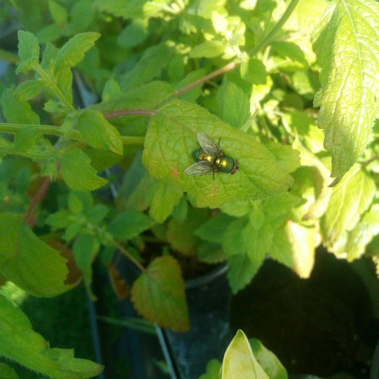 Schmeißfliegen: Tier im Habitat Garten in der NatureSpots App