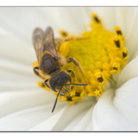 Halictus scabiosae: Animal in habitat Garden in the NatureSpots App