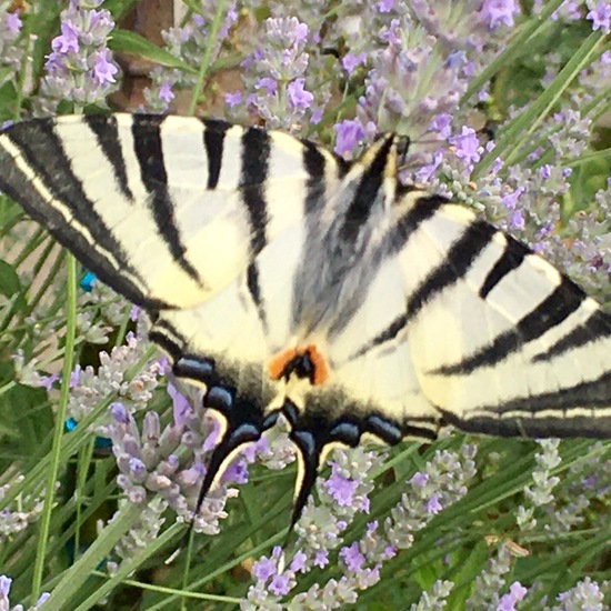 Scarce Swallowtail: Animal in habitat Garden in the NatureSpots App
