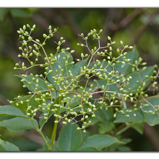 Sambucus nigra: Plant in habitat Grassland in the NatureSpots App